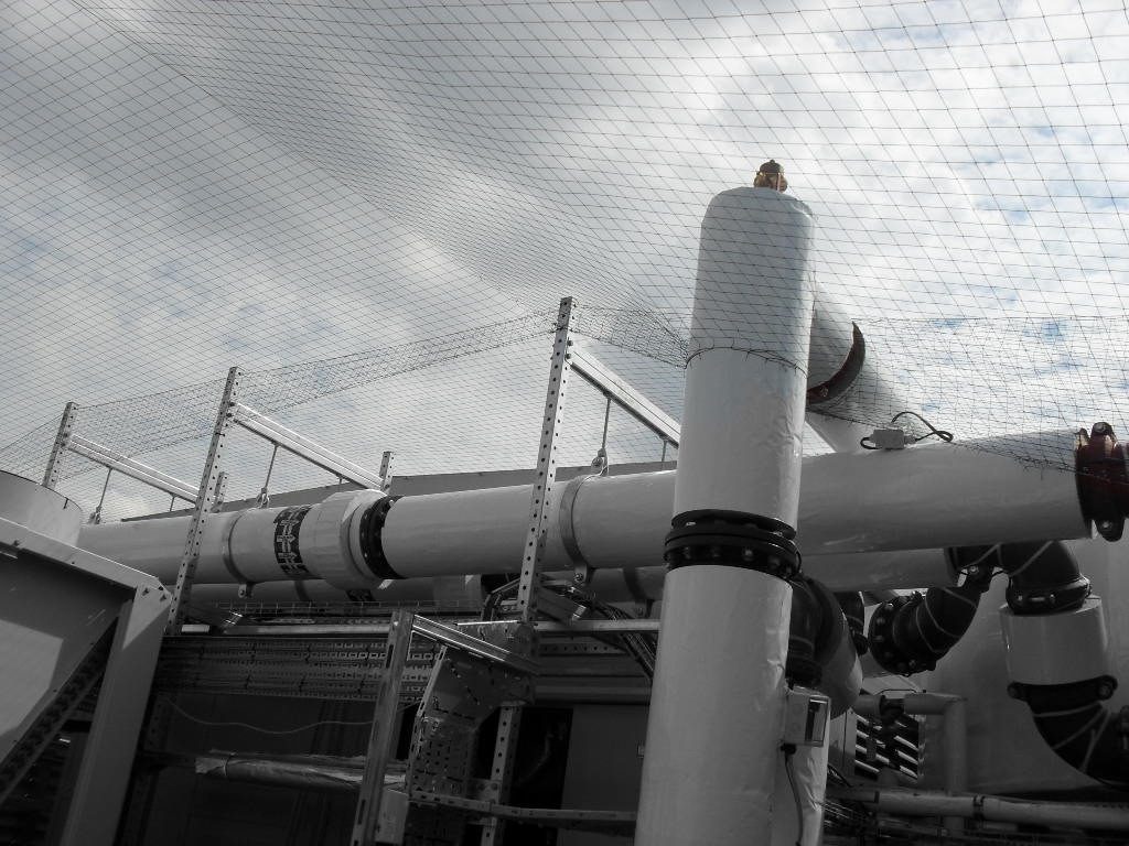 Bird Control in Peterborough, Cambridgeshire